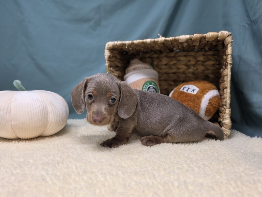 Max - Dachshund - Image 2