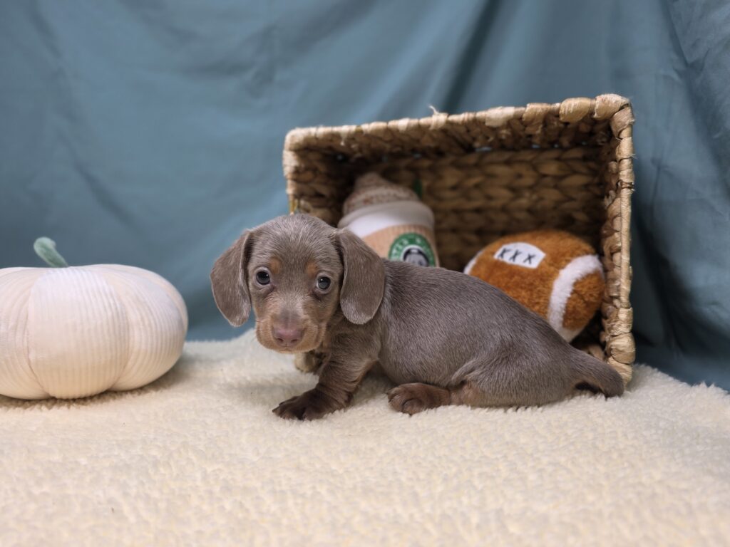 Max - Dachshund - Image 6