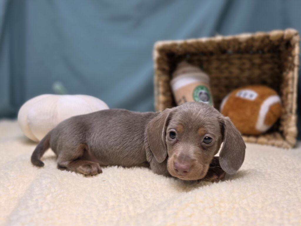 Max - Dachshund - Image 5