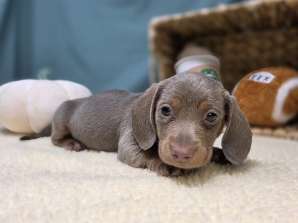 Max - Dachshund - Image 4