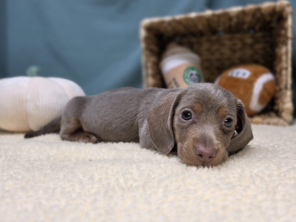 Max - Dachshund - Image 3