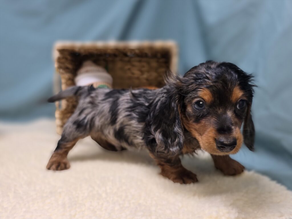 Cooper - Dachshund - Image 2