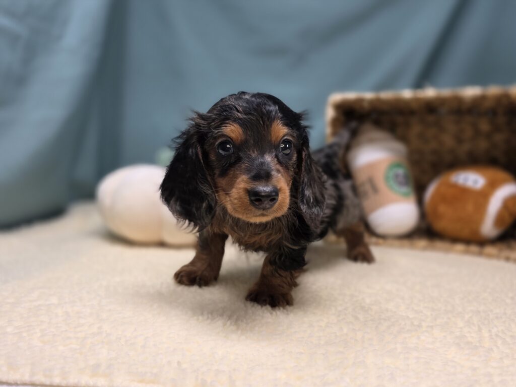 Cooper - Dachshund - Image 3