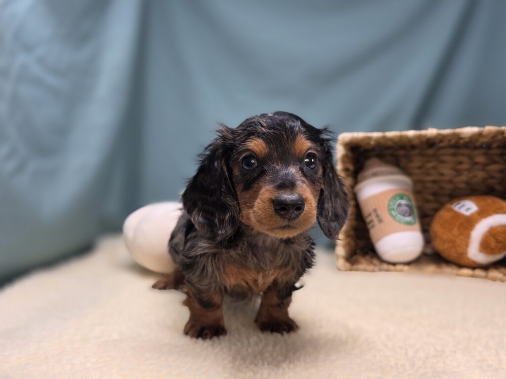 Cooper - Dachshund - Image 4