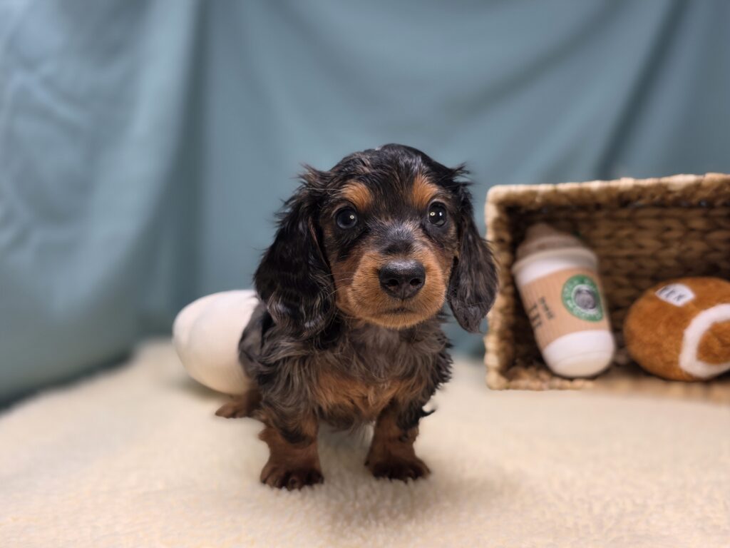 Cooper - Dachshund - Image 5