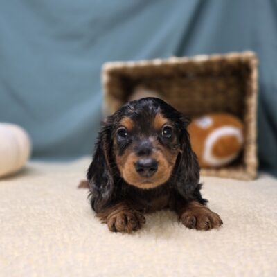 Dachshund - 1154 - Cooper