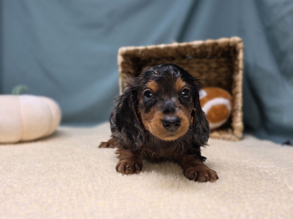 Cooper - Dachshund - Image 6