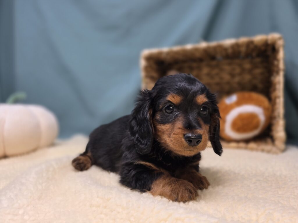 [#25945-01]  - Black / Tan F Dachshund Puppies For Sale
