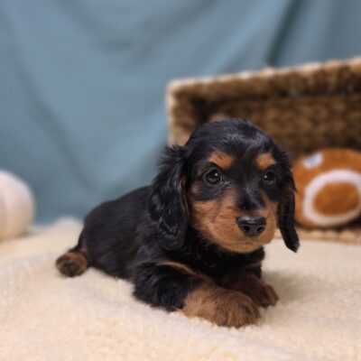 Dachshund - 1140 - Emmie