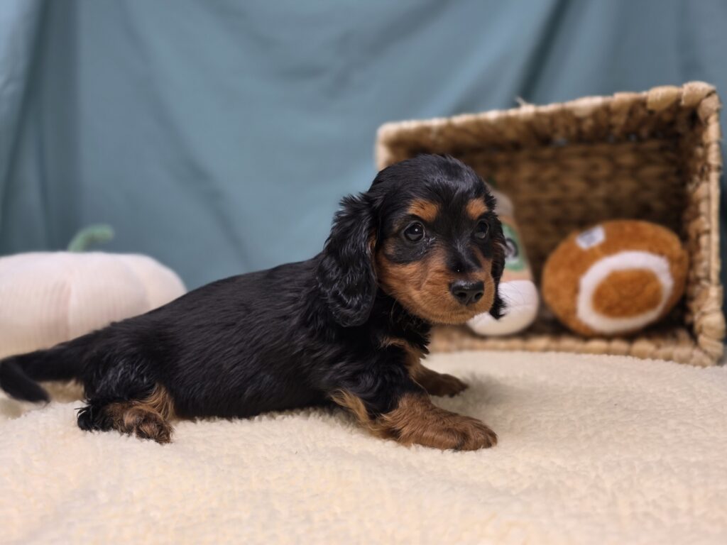 Emmie - Dachshund - Image 2