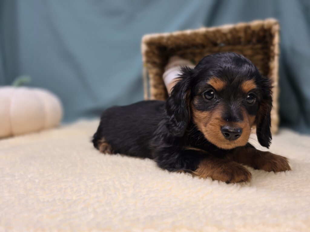 Emmie - Dachshund - Image 7