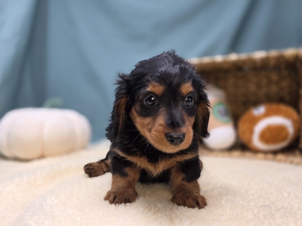 Emmie - Dachshund - Image 6
