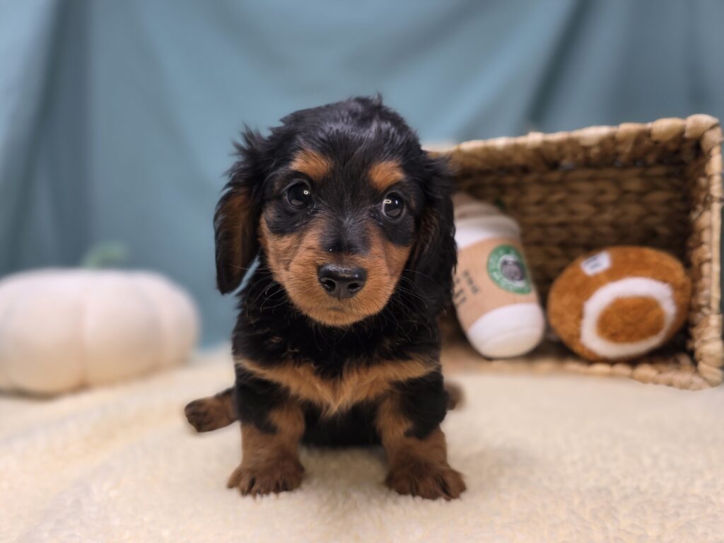 Emmie - Dachshund - Image 5