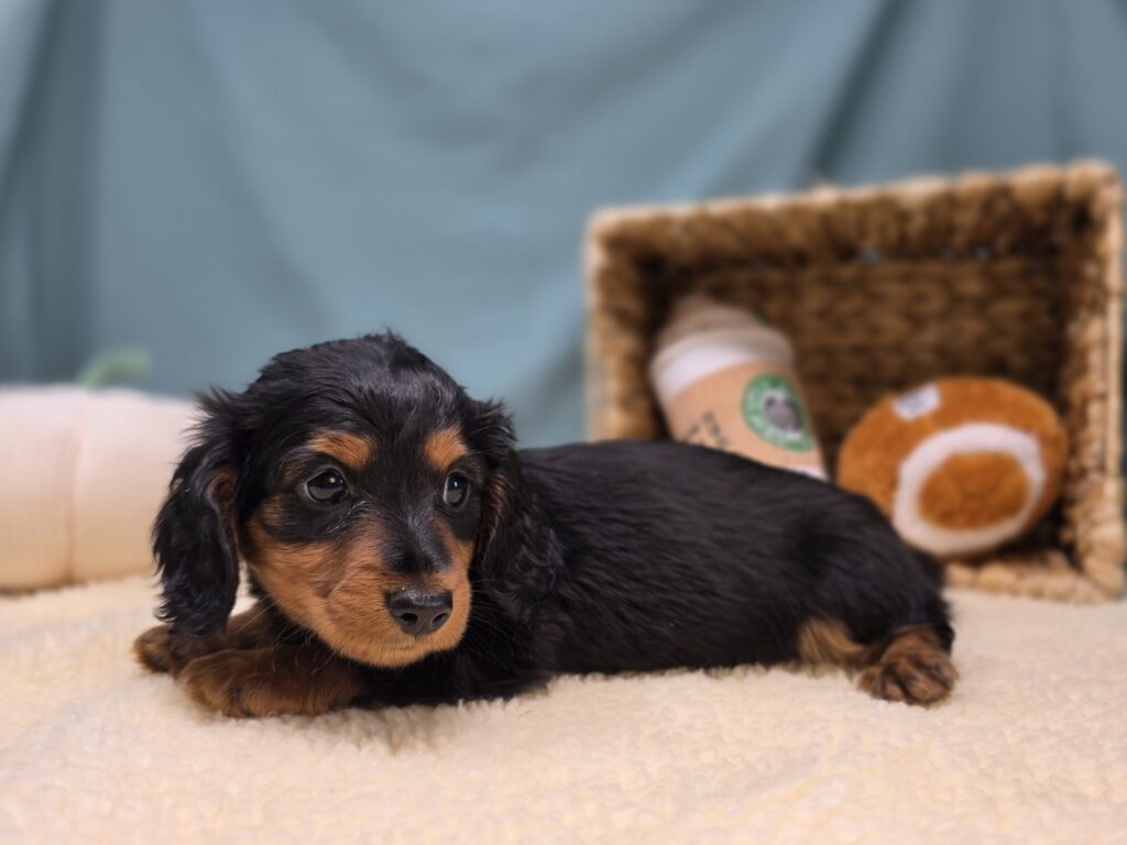 Emmie - Dachshund - Image 3