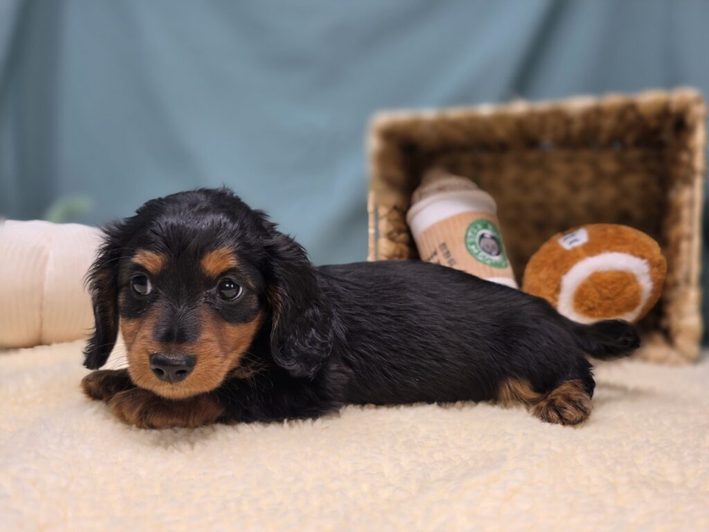 Emmie - Dachshund - Image 4