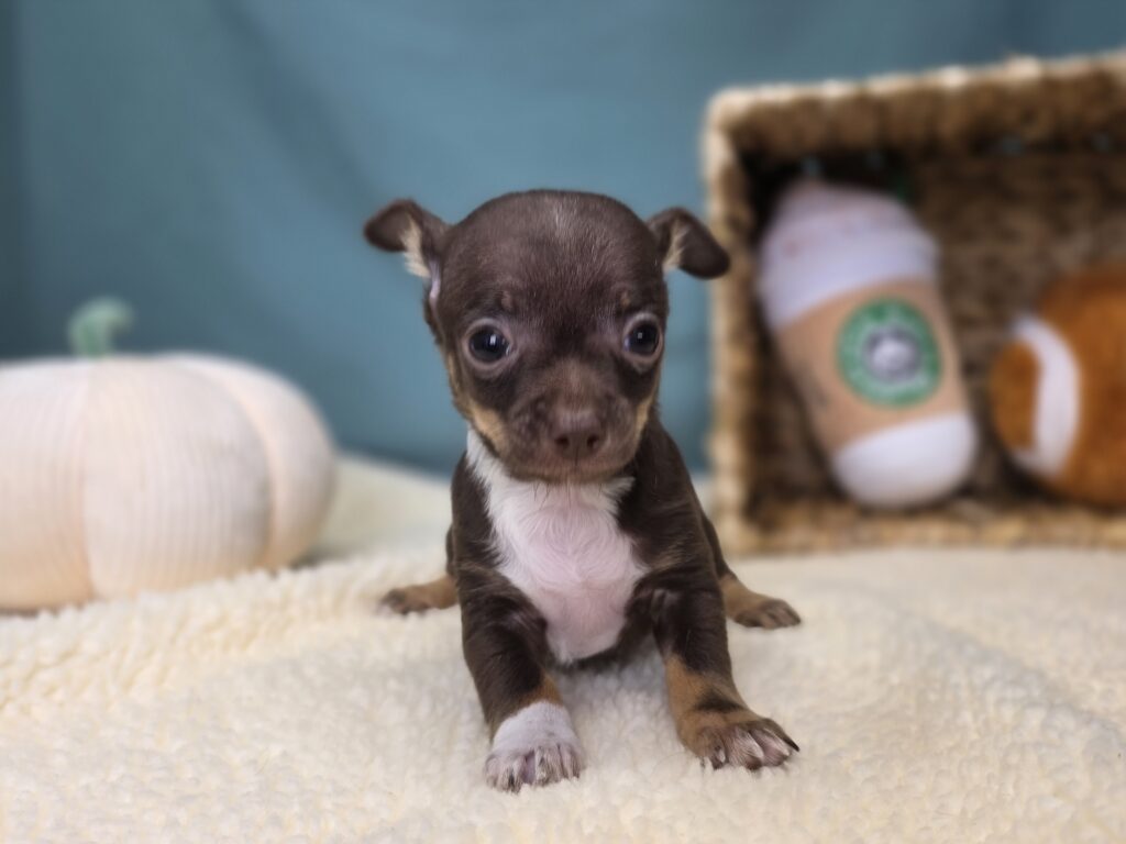 Chico - Chihuahua - Image 2