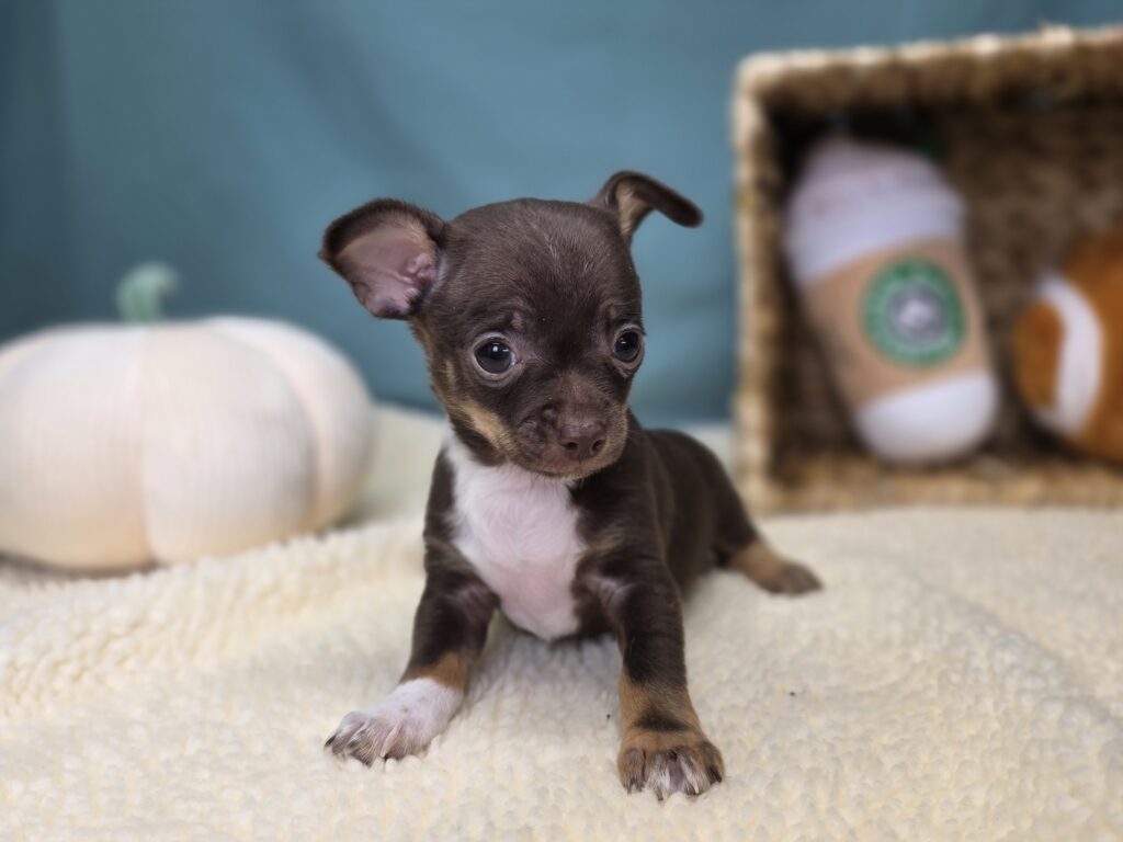 Chico - Chihuahua - Image 3
