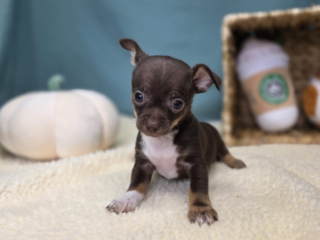 Chico - Chihuahua - Image 4