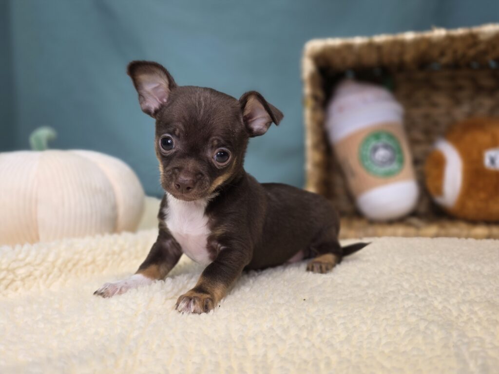 [#25978-01]  - Chocolate M Chihuahua Puppies For Sale