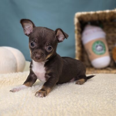 Chihuahua - 1160 - Chico