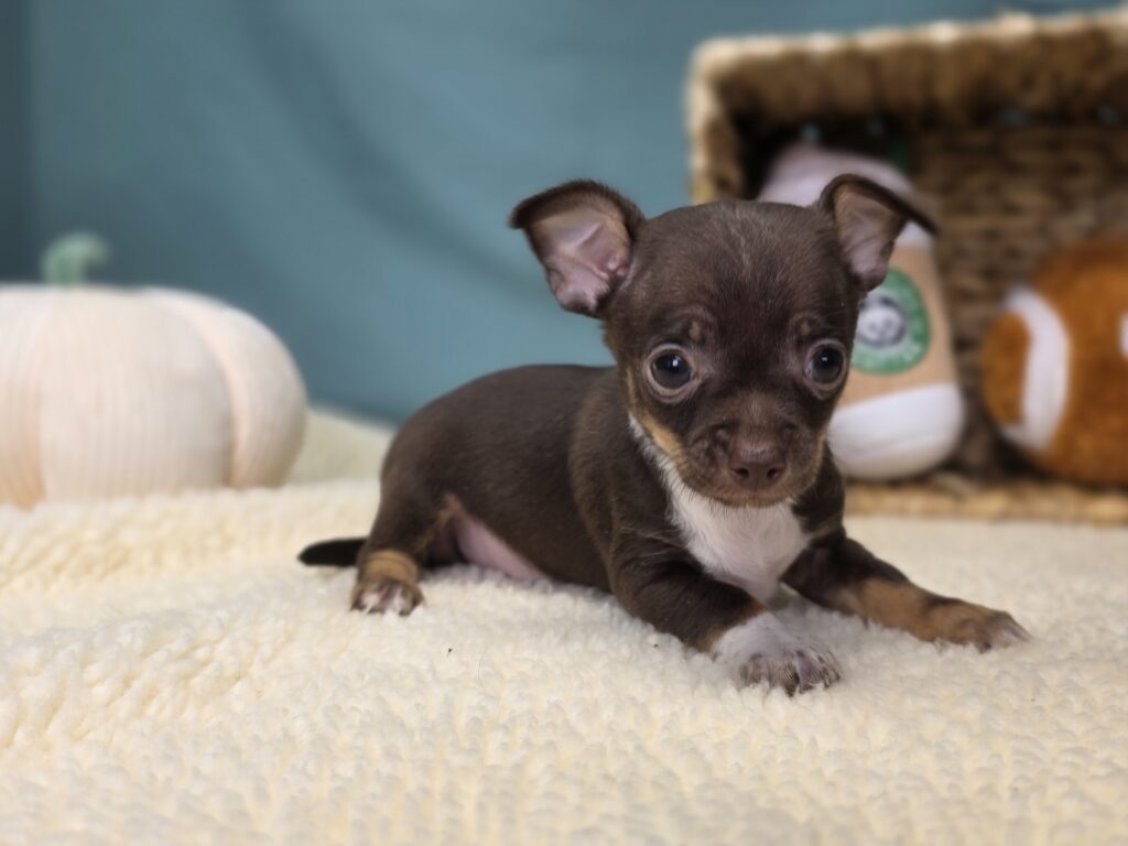 Chico - Chihuahua - Image 3