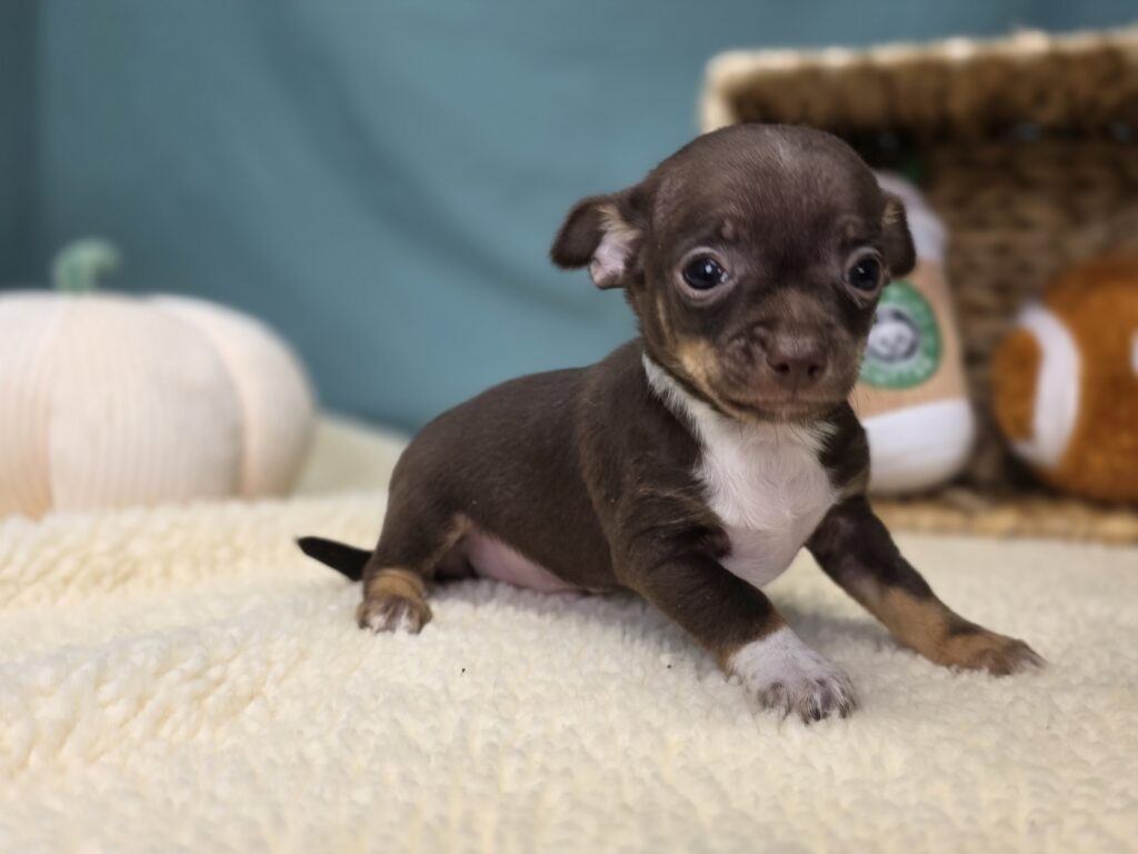 Chico - Chihuahua - Image 6