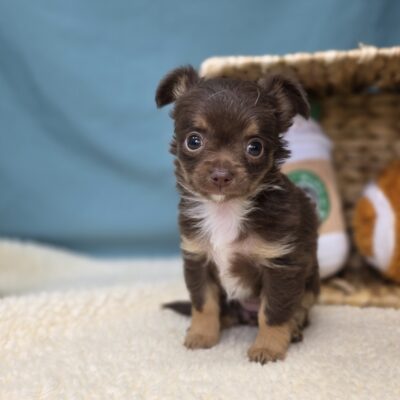 Chihuahua - 1161 - Mia