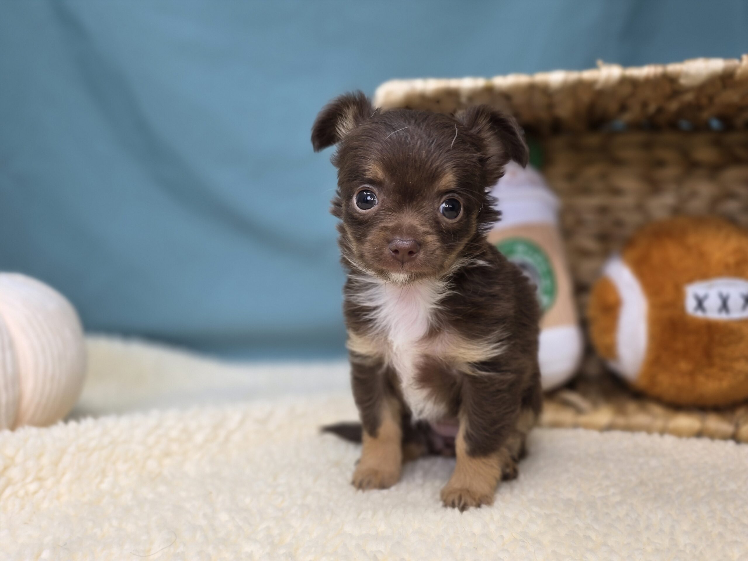 Chihuahua – 1161 – Mia