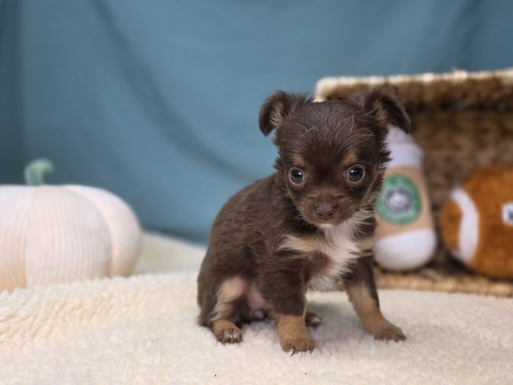 Mia - Chihuahua - Image 3