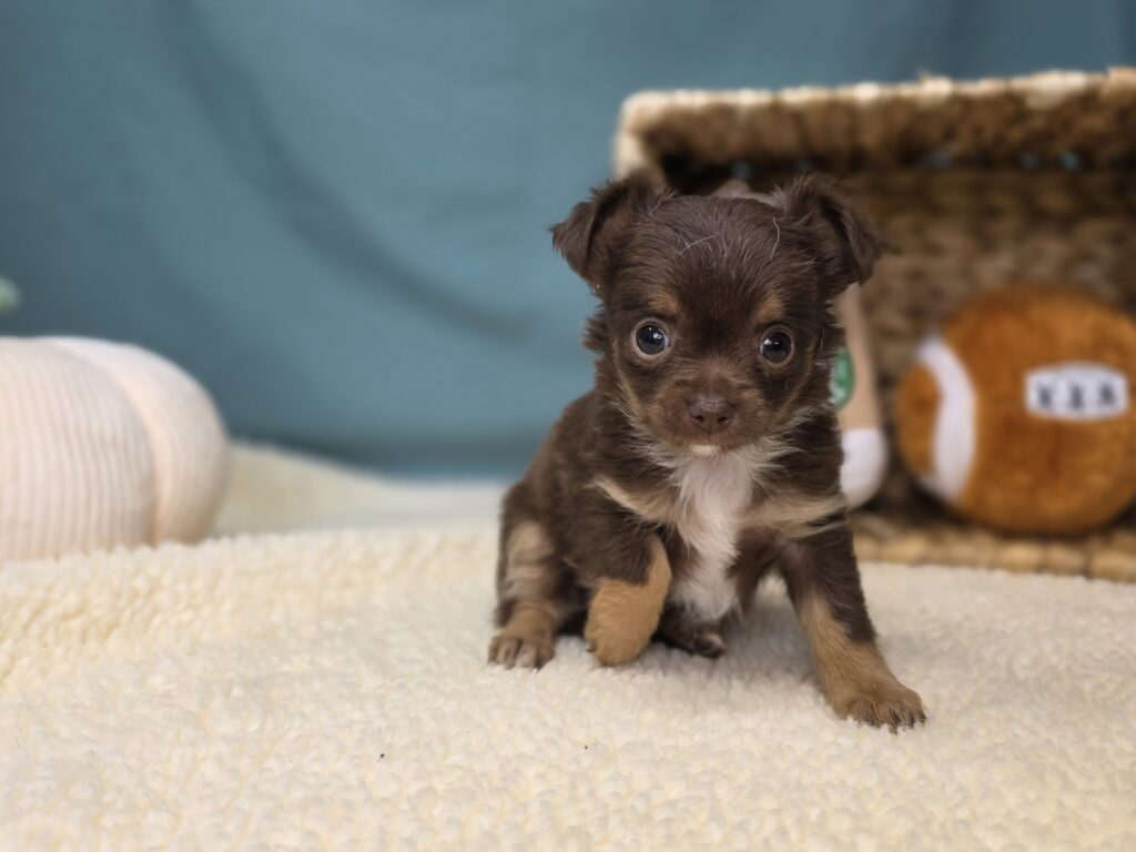 Mia - Chihuahua - Image 4