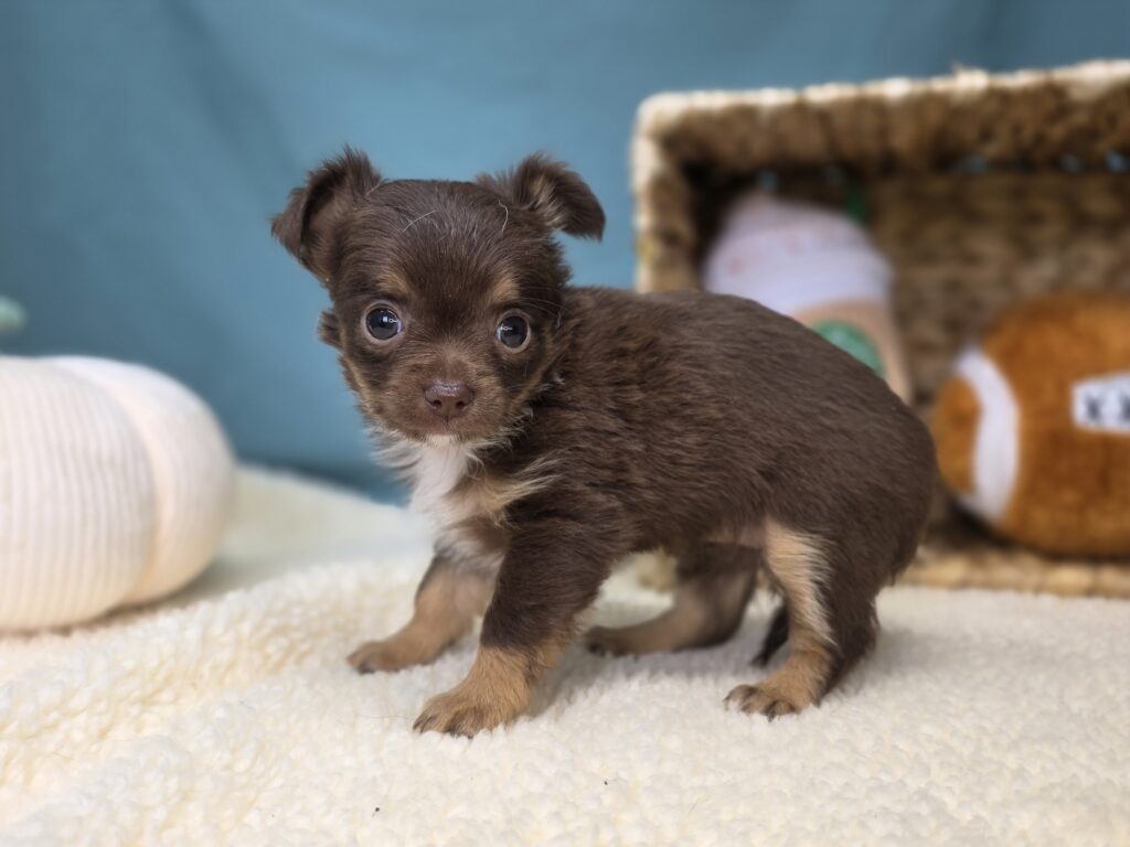 Mia - Chihuahua - Image 2