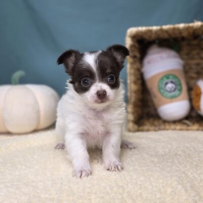 Chihuahua - 1162 - Rosie