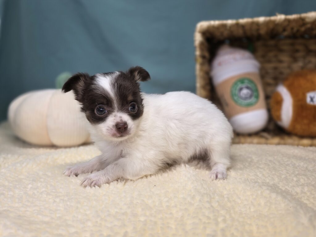Rosie - Chihuahua - Image 2