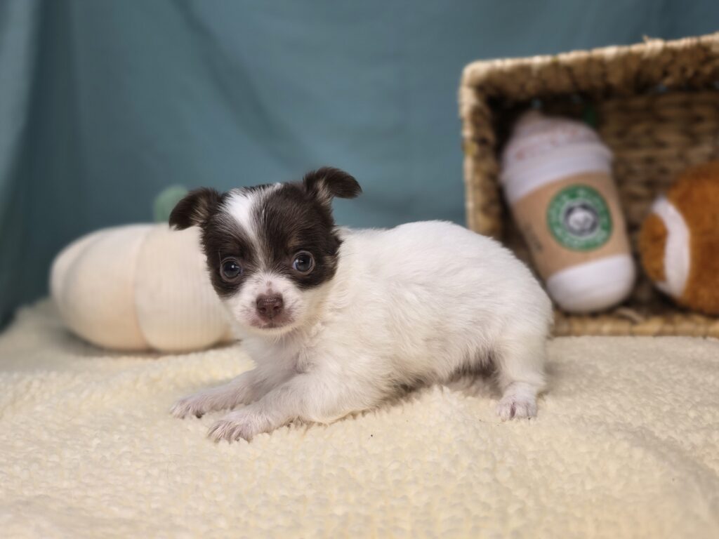 Rosie - Chihuahua - Image 4