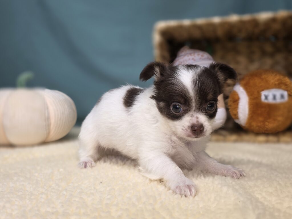 Rosie - Chihuahua - Image 5