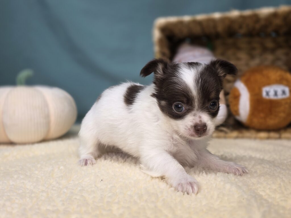 Rosie - Chihuahua - Image 3