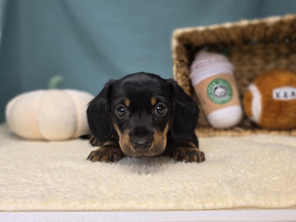 [#25979-01]  - Black M Dachshund Puppies For Sale