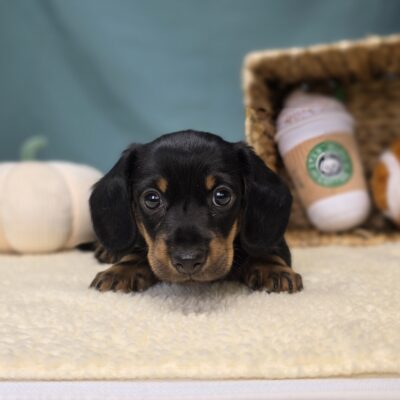 Dachshund - 1163 - Henry