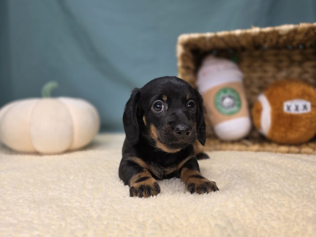Lottie - Dachshund - Image 3