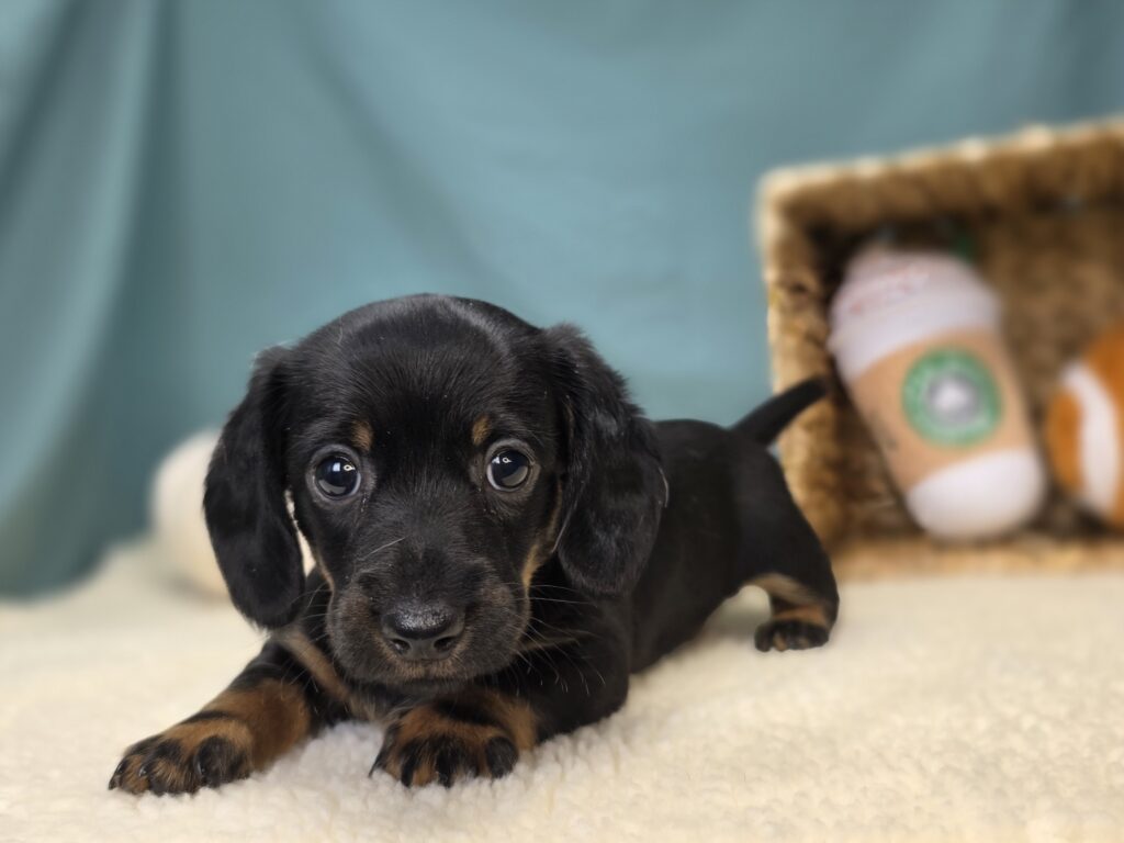 [#25979-02]  - Black F Dachshund Puppies For Sale
