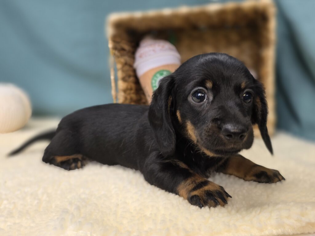 Lottie - Dachshund - Image 2