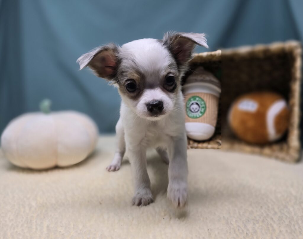 Pogo - Chihuahua - Image 2