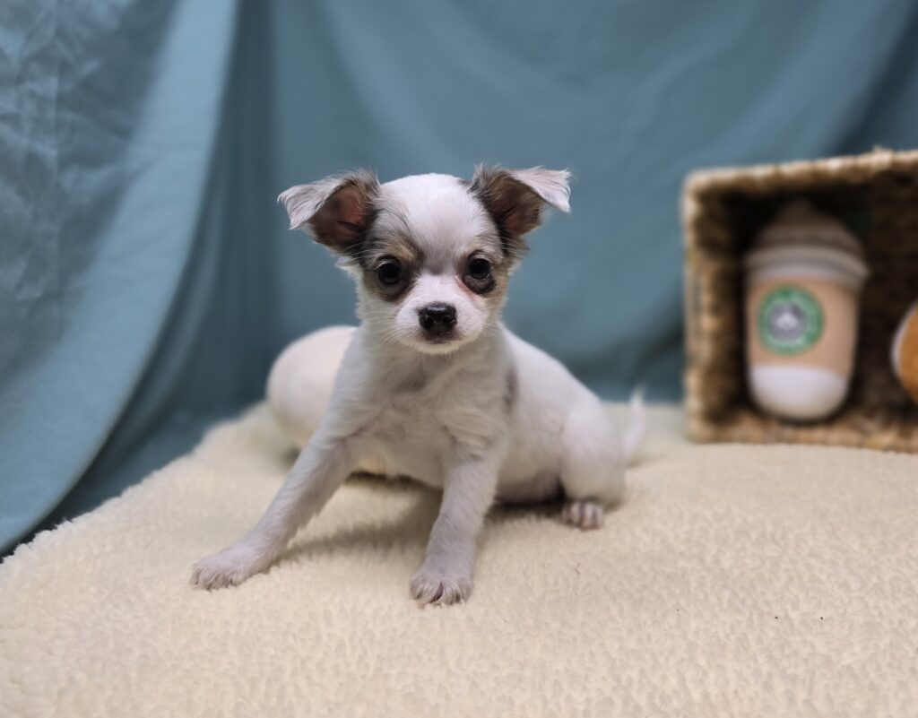 Pogo - Chihuahua - Image 3