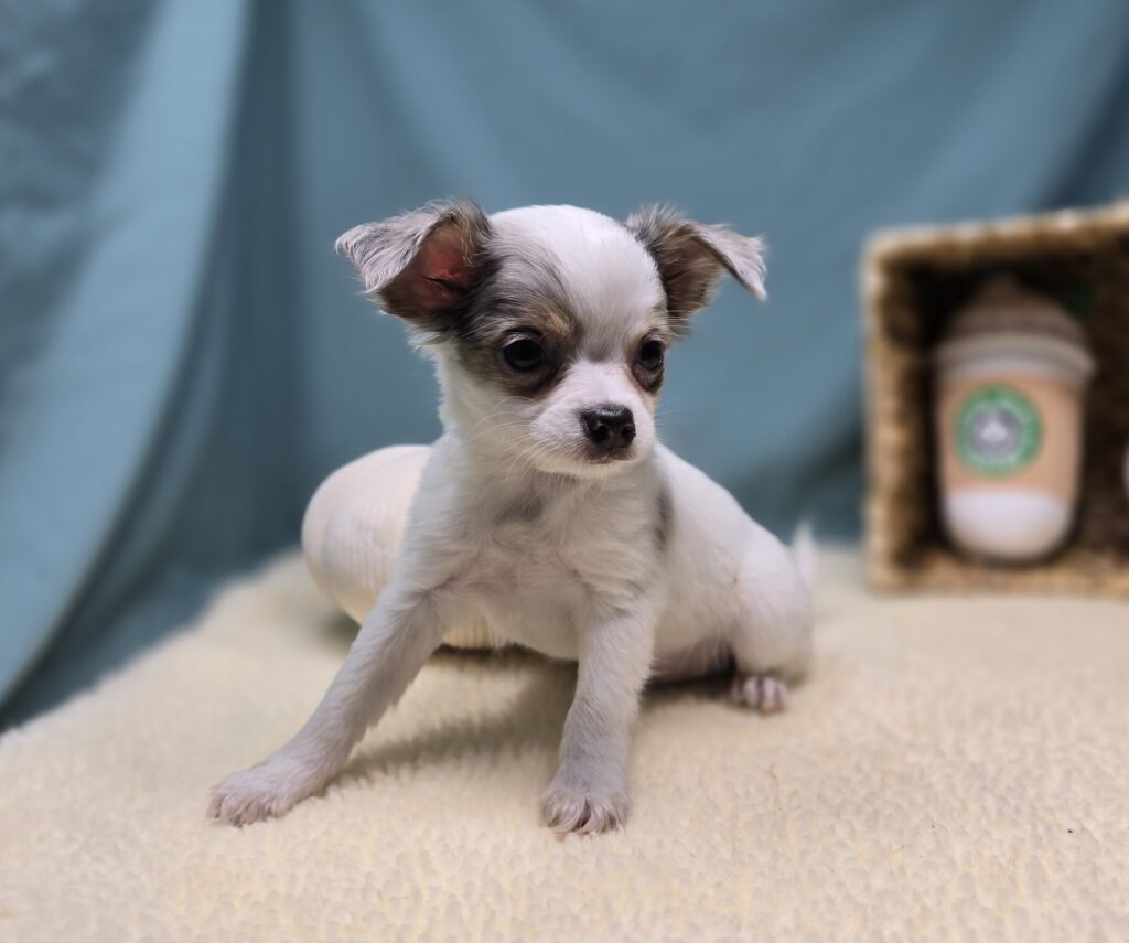 Pogo - Chihuahua - Image 4