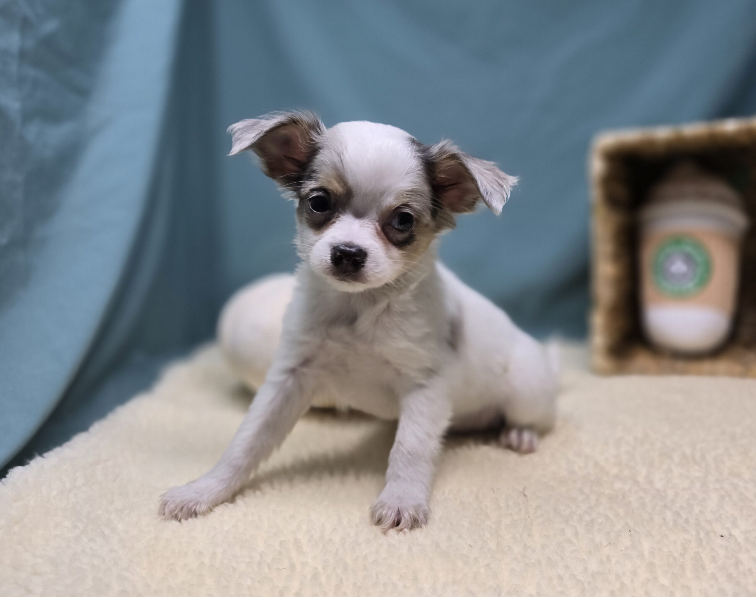 Chihuahua – 1165 – Pogo