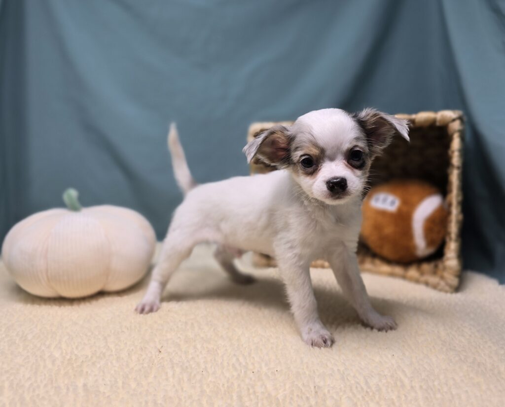 Pogo - Chihuahua - Image 5