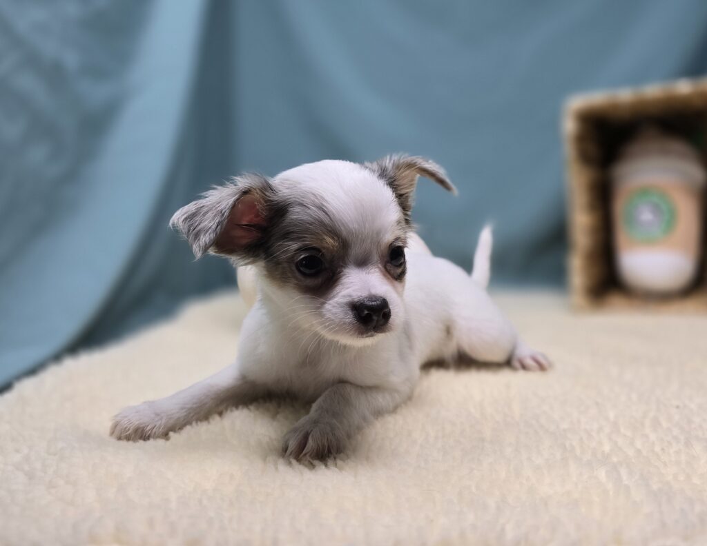 Pogo - Chihuahua - Image 6