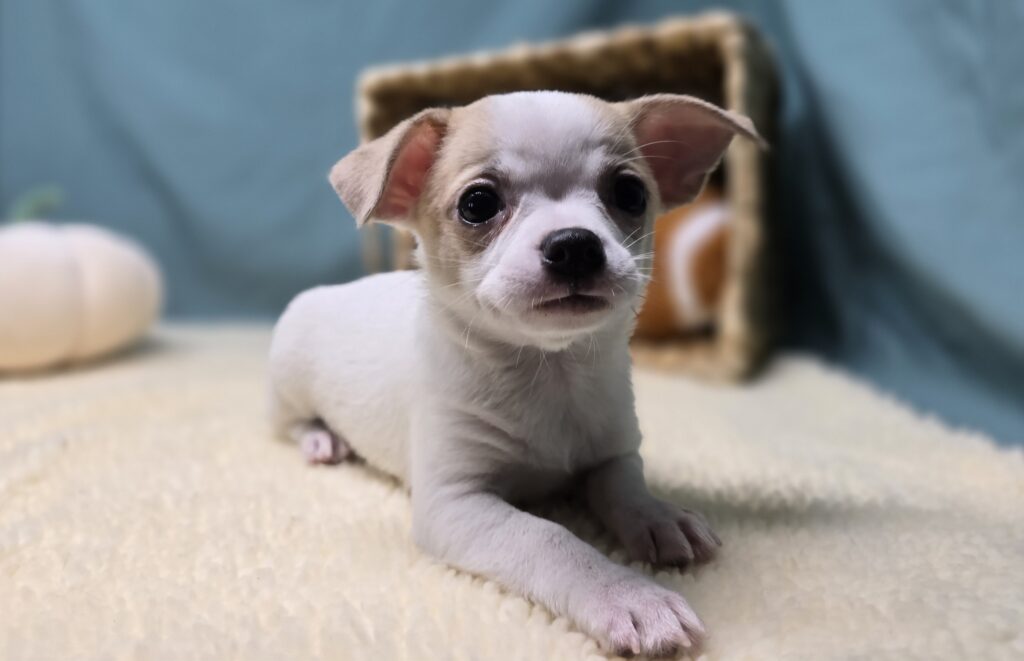 Zig - Chihuahua - Image 4