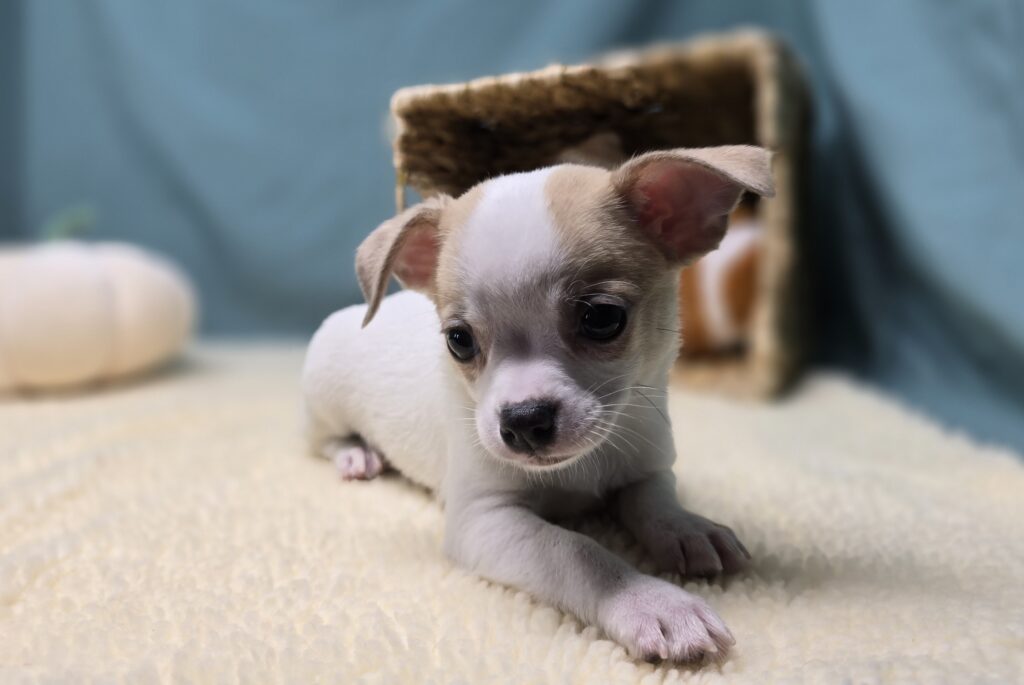 Zig - Chihuahua - Image 5