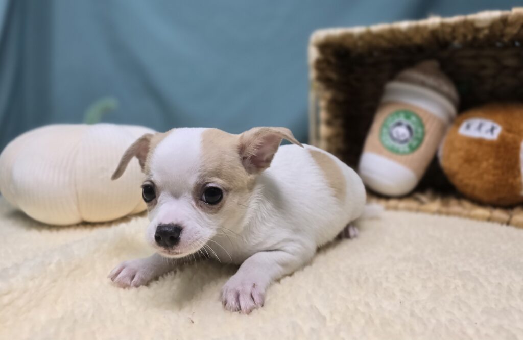 Zig - Chihuahua - Image 3